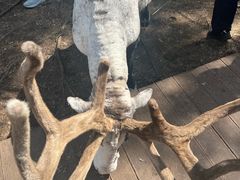 -粘豆包柴火铁锅炖
