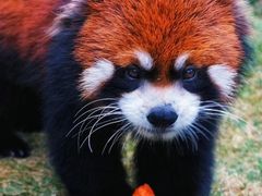 -常州淹城野生动物世界
