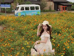 -杭州湾海上花田景区