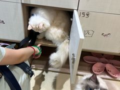-藏猫猫咖啡主题馆(中央大道店)
