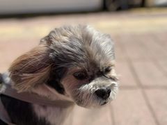 -派多格宠物·购宠(靛厂路店)