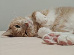 -Grande A'moo(上海万象城店)