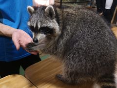 -藦茜花园宠物主题亲子互动体验馆(国顺东路店)