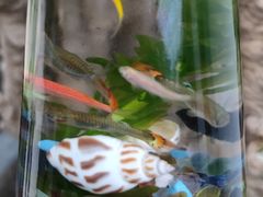 -武汉花鸟市场