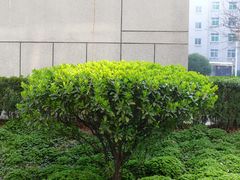 -陕西师范大学(雁塔校区)