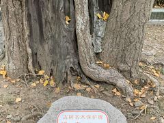 -上海佘山国家森林公园天马山园