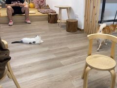 -柴迷FANS CLUB·柴犬狗咖·猫咖