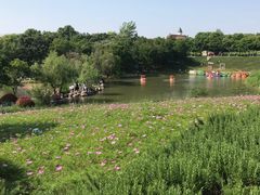 -大塘金香草谷