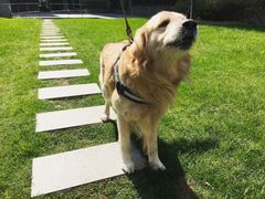 宠物寄养—大草坪遛弯儿-Oh My Dog宠物沙龙(伊珊娜皮毛护理店)