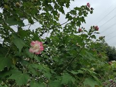 -王借岗森林公园