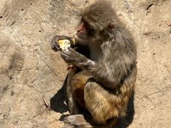 -石家庄市动物园