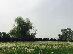 -汉长安城未央宫国家考古遗址公园