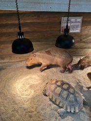 -Zoolung Zoolung动物主题公园(海信广场店)