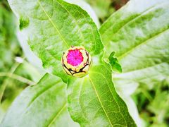 -天津东丽湖风景区