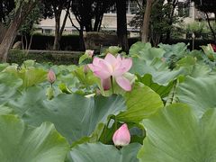-荷花公园