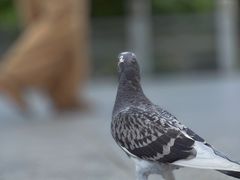 -南普陀寺