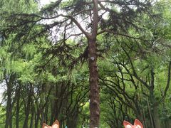 -上海共青森林公园