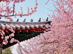 -桃花堤公园