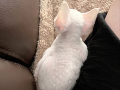 -70cat德文卷毛猫·缅因猫纯种猫舍