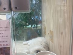 -屋虎猫馆(宝安大仟里店)