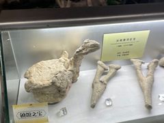 -河南自然博物馆