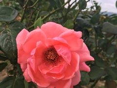 -亚龙湾国际玫瑰谷