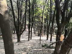 -黄埔油麻山森林公园