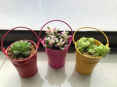 -曲阳花鸟市场(曲阳路店)