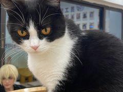 -有喵·猫咖·狗咖·30几只猫10只小狗(岗厦店)