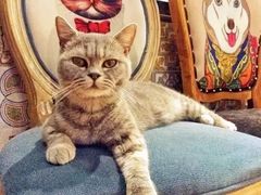 -more than meow吴止猫主题餐厅(承德 中船汇店)