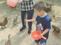 -樂桃源奉贤黄桃种植采摘基地