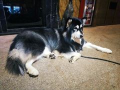 -more than meow吴止猫主题餐厅(承德 中船汇店)