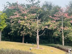-王借岗森林公园