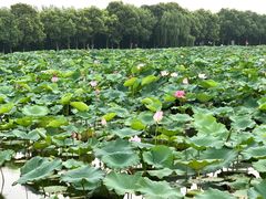 -荷塘月色湿地公园·向阳花洲