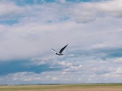 -黑龙江扎龙生态旅游区