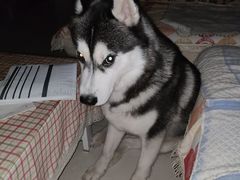 -宠福鑫康馨动物医院·骨科·眼科