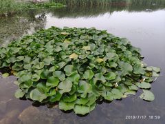 -前关湿地公园