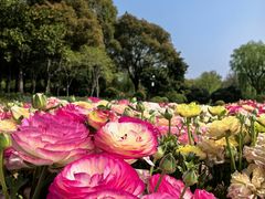 -上海鲜花港