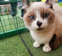 -萌宠亲子动物乐园(槐房万达店)