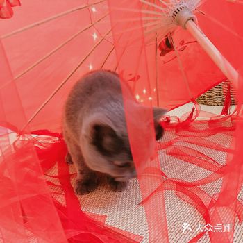 这个小猫咪之前每天都要我把它抱进来,估计是已经混熟了