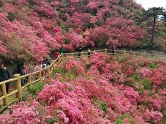 -木兰云雾山