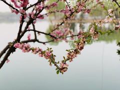 -石家庄市植物园