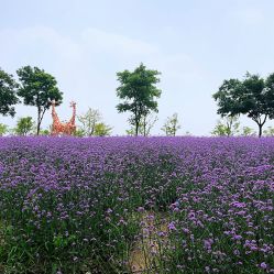 -季高兔窝窝亲子园(上海薰衣草公园店)