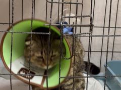 -瑞派福兴宠物医院犬猫全科·骨科·中西医结合(河东店)