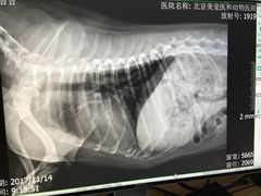 -北京恒爱动物医院(清景园分院)