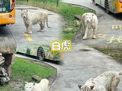 -上海野生动物园
