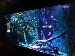 -暹罗海洋世界