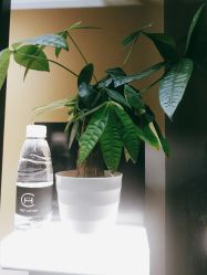 -REFRESH
