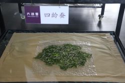-太湖雪蚕桑文化园