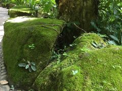 -绿光森林餐厅